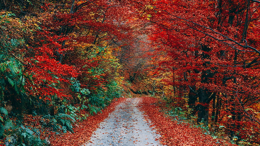 Autumn, woods, path, tree, green, red, leaf, toamna, forest HD wallpaper