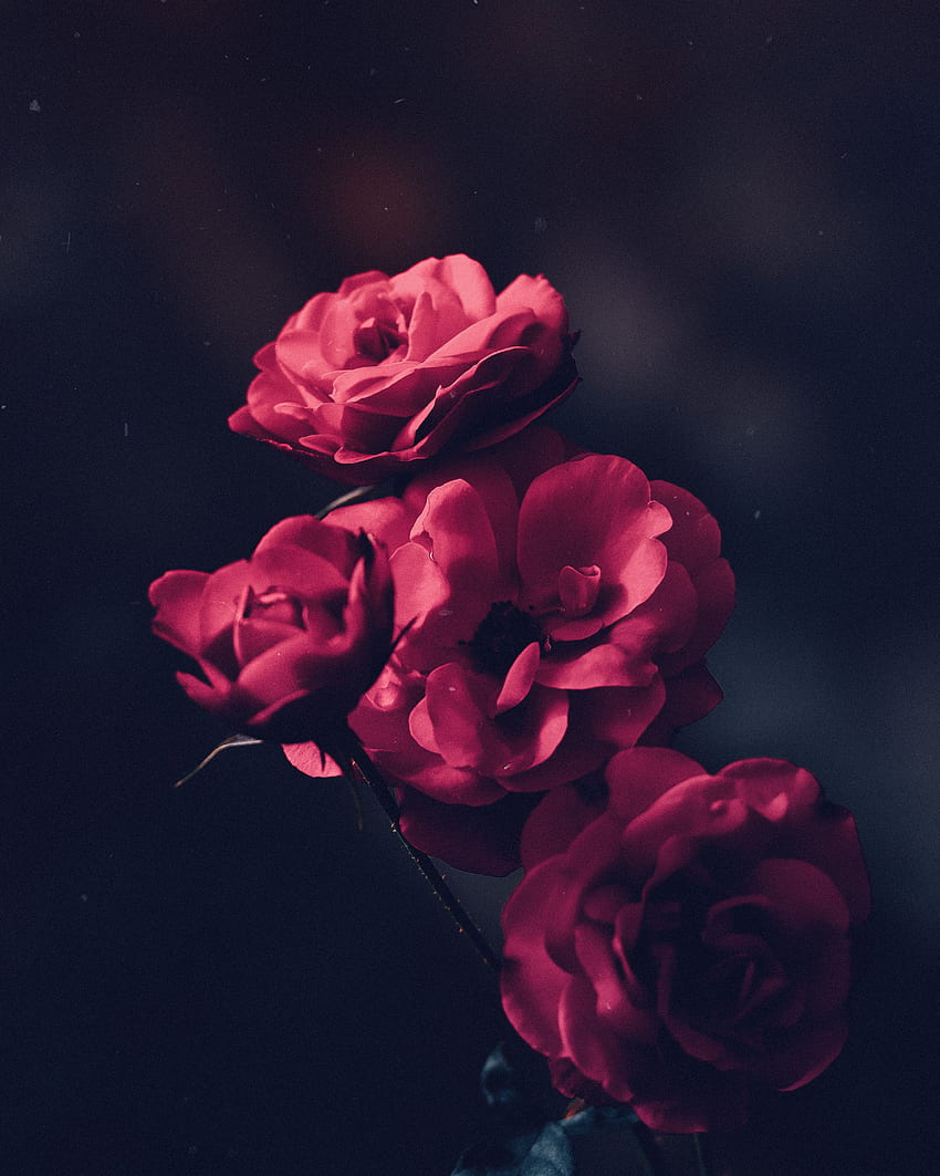 Bunga, Mawar, Merah Muda, Semak, Mekar, Berbunga, Kuncup wallpaper ponsel HD