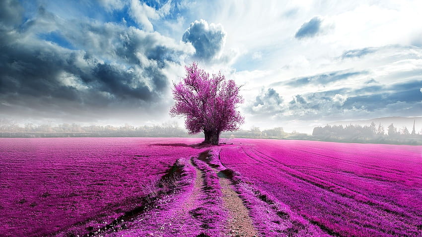 Pink Landscape, Landcapes HD wallpaper