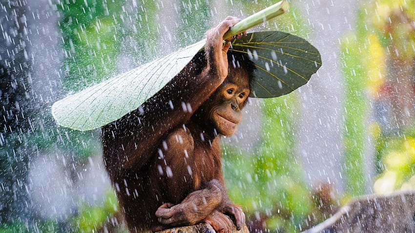 Orangutan Covering Himself From The Rain ., Rain Animal HD wallpaper