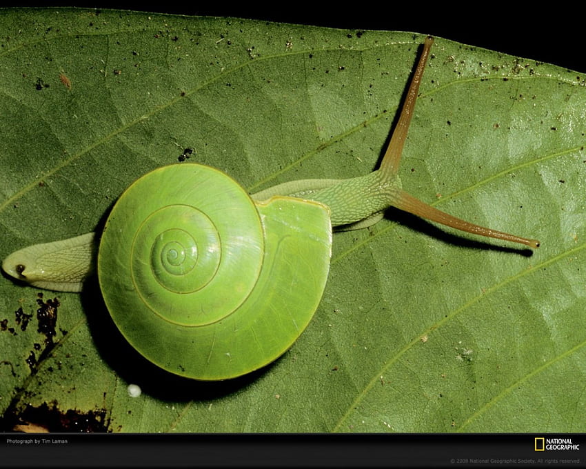 green snail, a snail HD wallpaper