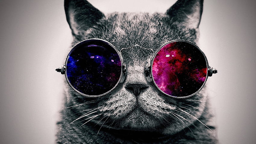 Portrait of a cat with glasses, blue, animal, awesome, graphy, , colors, nice, 1920x1080, portrait, eyeglass, glasses, , amazing, white, cat, beautiful, thick, purple, pink, gray, violet, cool, view, face HD wallpaper