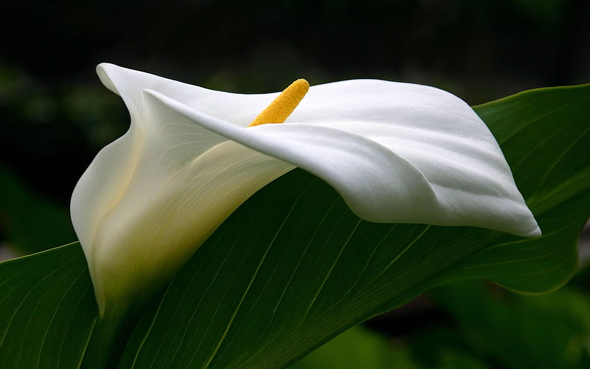 Calla-Lilien-Hintergrund. Lilie HD-Hintergrundbild