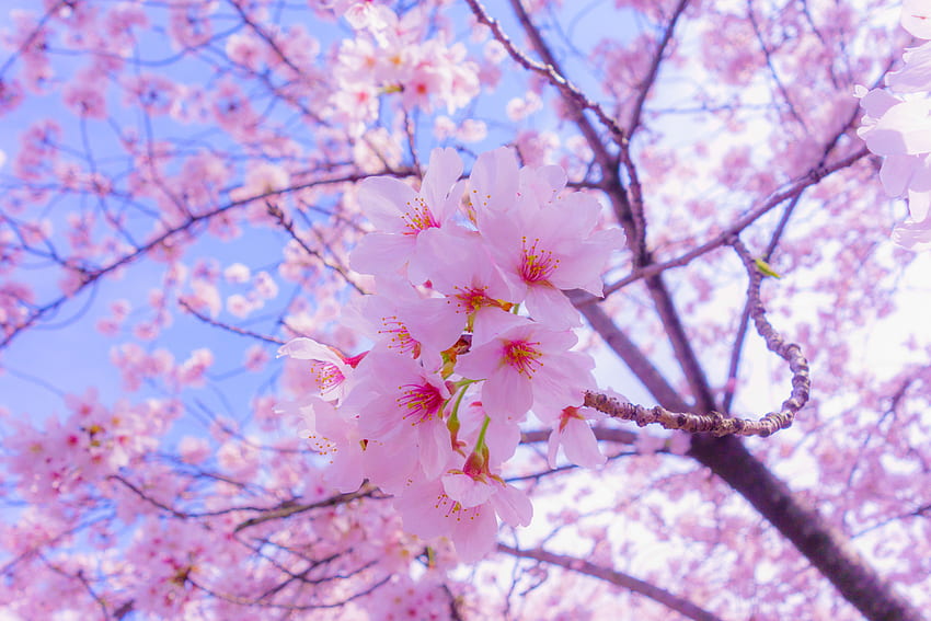 ฤดูใบไม้ผลิ ดอกไม้ สีชมพู ซากุระ บลูม ออกดอก วอลล์เปเปอร์ HD