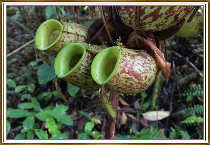 CARNIVOROUS PLANT, PRETTY, NATURE, PLANT HD wallpaper | Pxfuel