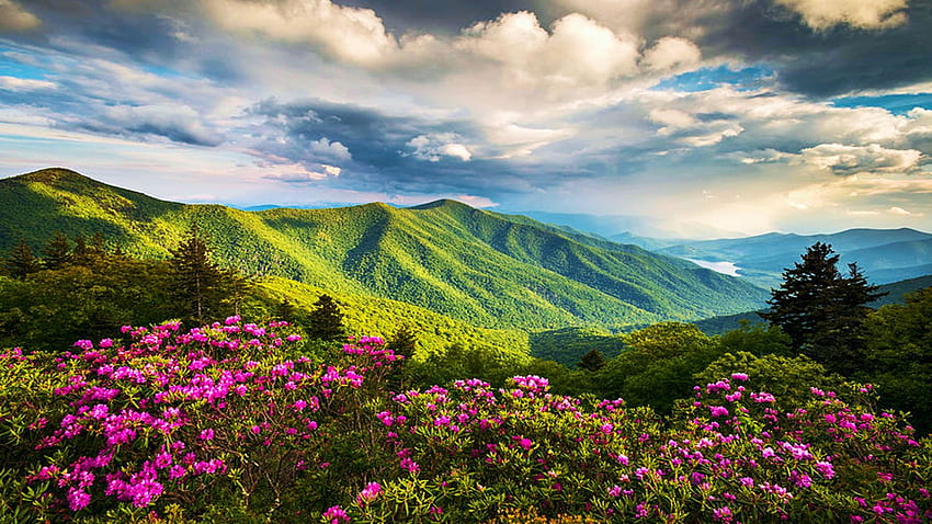 Blue Ridge Parkway, Asheville, Carolina del Nord, fiori di campo, nuvole, paesaggio, cielo, primavera, montagne, Stati Uniti d'America Sfondo HD