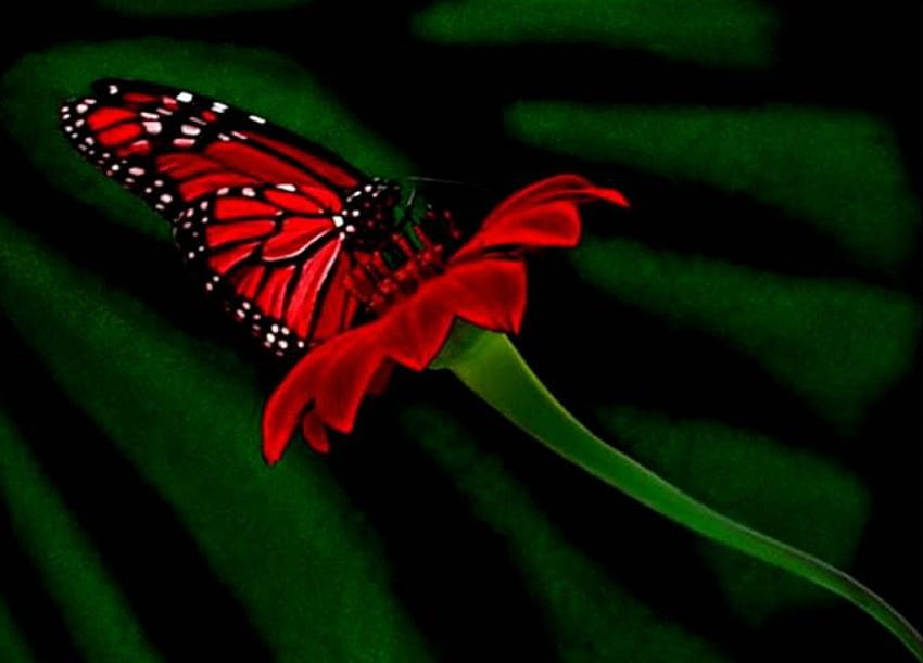 鮮やかな赤、緑、蝶、赤、花 高画質の壁紙
