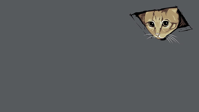 천장 고양이, 밈 HD 월페이퍼