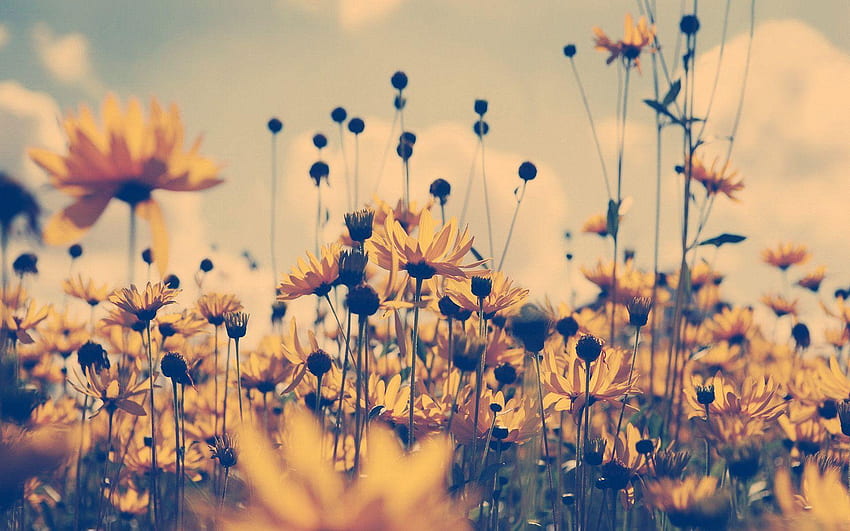 Latar Belakang Bunga Musim Panas, Bunga Musim Panas Yang Indah Wallpaper HD