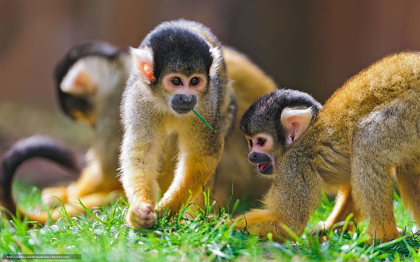 Baixar Macaco, Sajmir, Macacos Esquilo Papis De Parede Grtis Na Resoluo fondo de pantalla