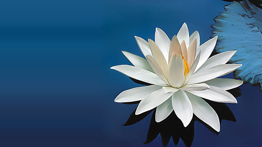 Lotus Flower . Background HD wallpaper | Pxfuel