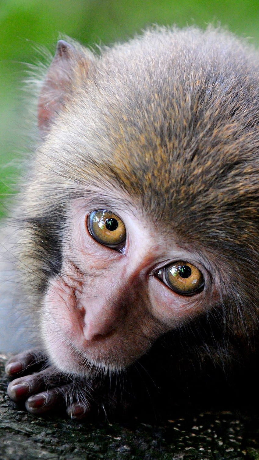 Monkey, Cute, Look, Primate Iphone 8 7, Cute Gorilla HD phone wallpaper