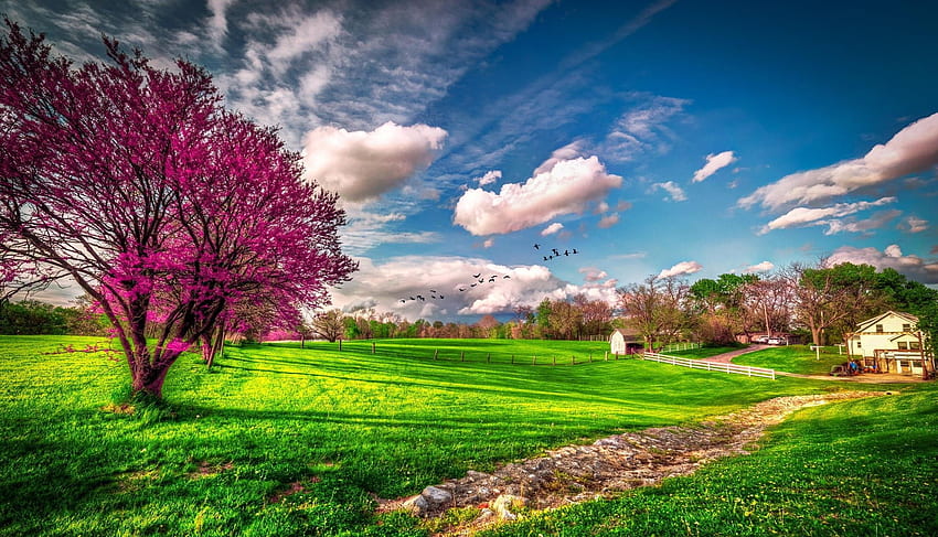 Spring.Birds of Passage . Background, Spring Farm HD wallpaper