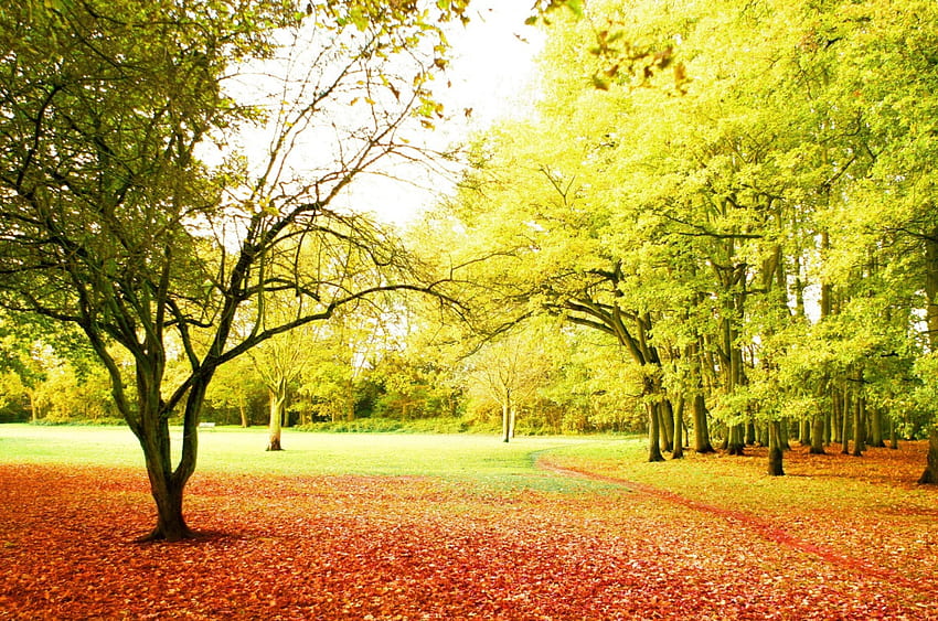 Есенен ден, сянка, есен, куп, оранжево, парк, листа, зелено, червено, полета, дървета, есен, природа, небе HD тапет