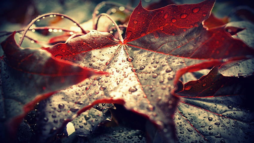 Folha Vermelha Solitária, chuva, outono, vermelho, outono, folha, água papel de parede HD
