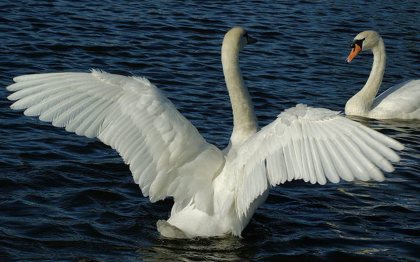 Animals, Water, Swans, Swimming, Couple, Pair, Wings, Wave, Sweep HD wallpaper