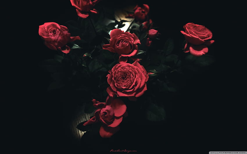 Dark Rose, Dark Rose Aesthetic HD wallpaper | Pxfuel