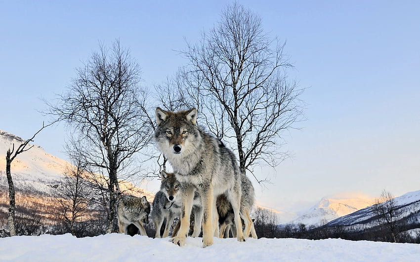 Animals, Winter, Snow, Wolf, Stroll, Flock HD wallpaper