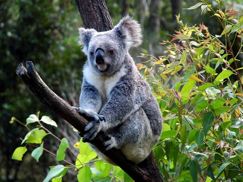 Koala, futro, ładny, szary, zagrożony Tapeta HD