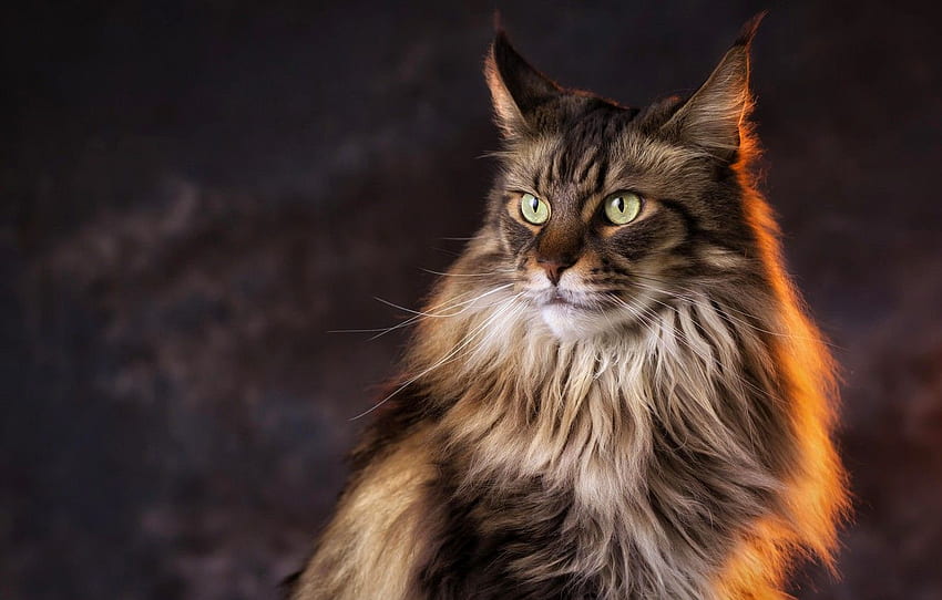 cat, look, light, background, Cat, Maine Coon for , section кошки, Black Maine Coon HD wallpaper