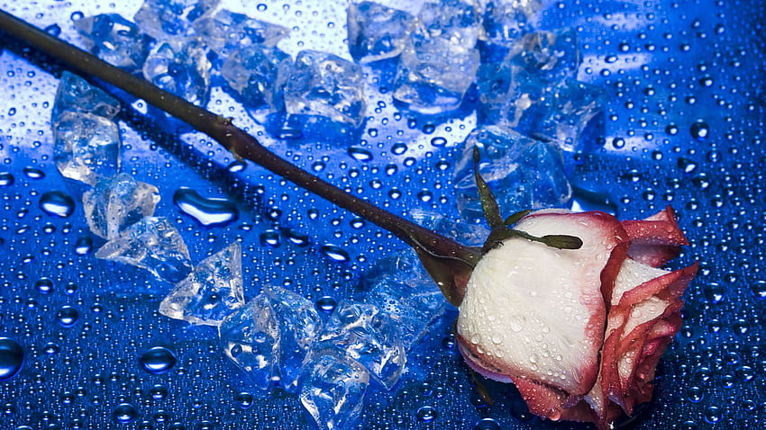 Beautiful Flower blue flower heart ice nature 708 - Magnificent Blue Ice HD wallpaper