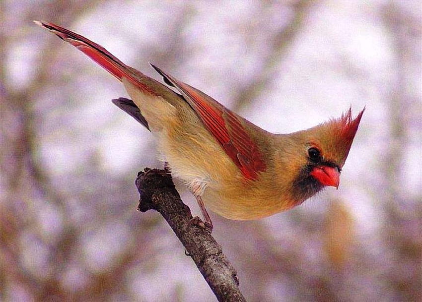 Schöne Dame, Tierwelt, Vogel, Natur, Kardinal, weiblich HD-Hintergrundbild