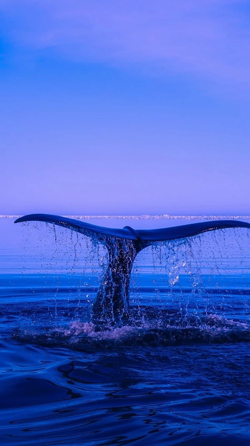Cola de ballena jorobada Océano iPhone 6, iPhone 6S, Ballena linda fondo de pantalla del teléfono