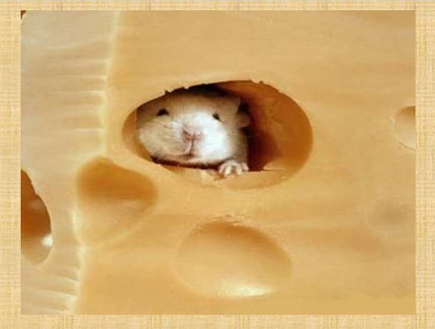 Ratón suizo, ratón en queso, queso suizo fondo de pantalla