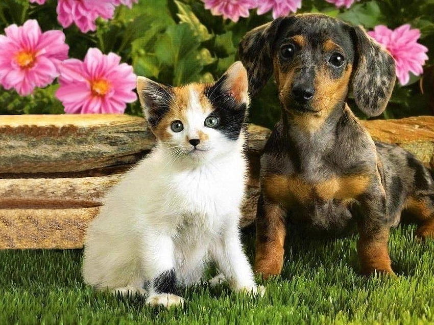 Kitten and puppy, Autumn Kittens and