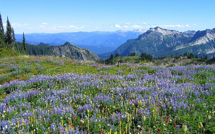 Природа, цветя, планини, растителност, Алпи HD тапет