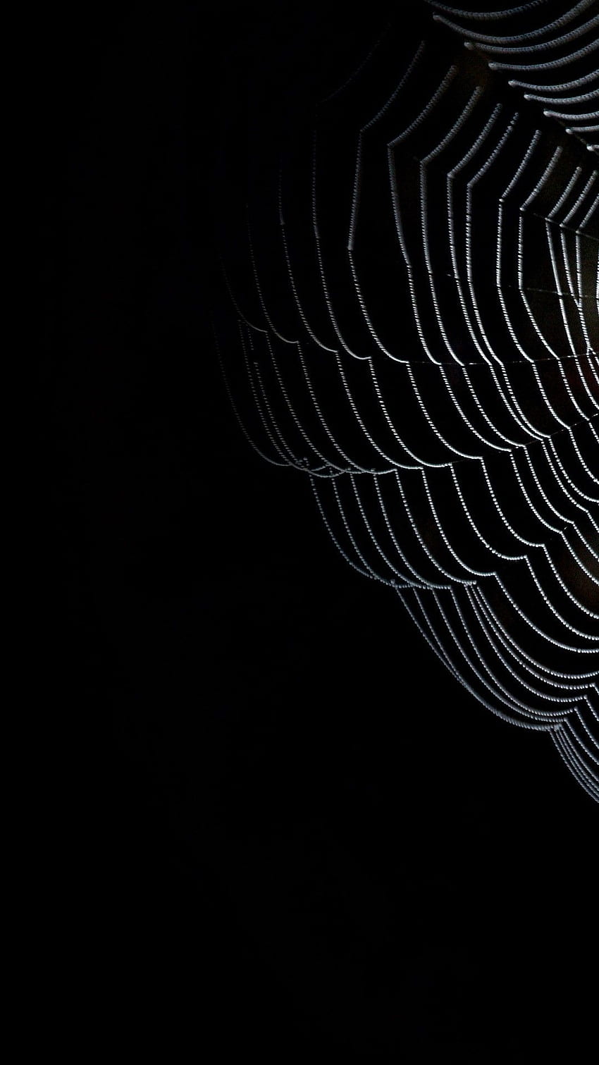 Spiders background, Halloween Spider HD phone wallpaper