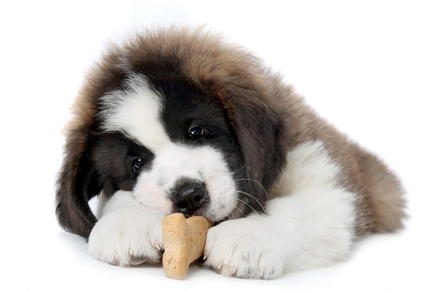 Puppy, animal, dog, white, cookie, cute, saint bernard HD wallpaper