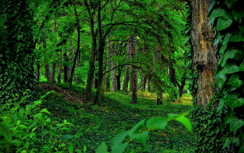 Green Ivy Forest, Green Ivy, Дървета, Природа, Гори, Пейзажи HD тапет
