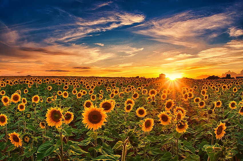 Sun Nature Sky Fields Flowers Sunflowers Sunrises, Sunflower PC HD wallpaper