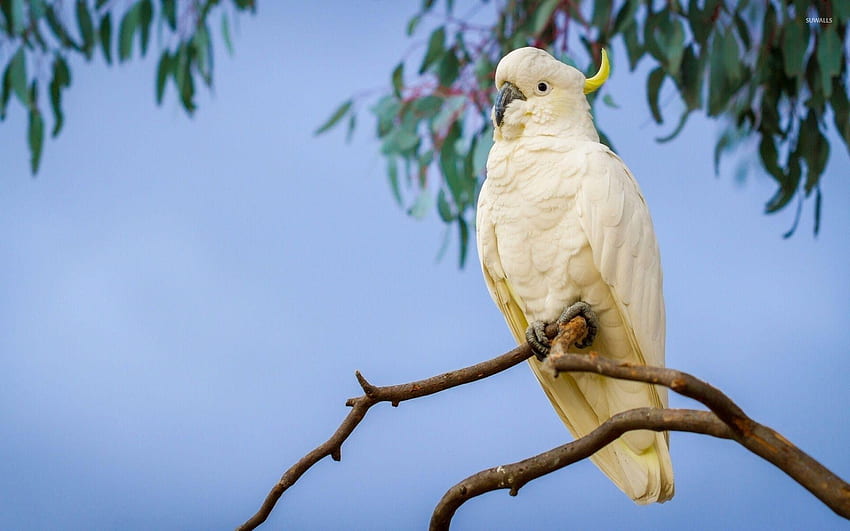 Cockatoo HD wallpaper | Pxfuel