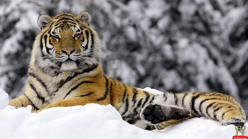 Sibirischer Tiger HD-Hintergrundbild