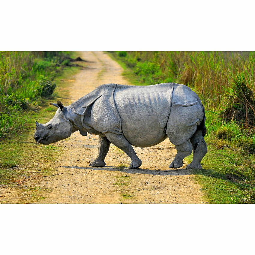 Top Costomized , Wall patintngs, Wall stickers Ecommerce Website, Kaziranga National Park HD phone wallpaper