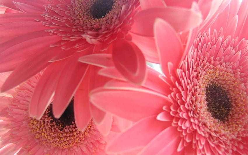 거베라, 꽃잎, 자연, 데이지, 핑크 HD 월페이퍼