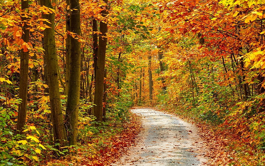 Smoky Mountain Autumn ..dog, Fall Colours วอลล์เปเปอร์ HD