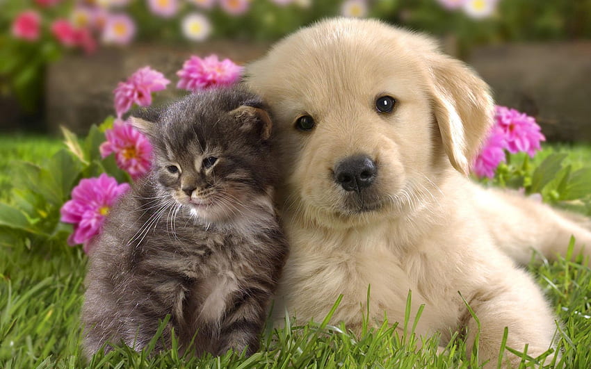 สัตว์, ดอกไม้, หญ้า, มิตร, คิตตี้, ลูกแมว, คู่รัก, คู่, ลูกสุนัข วอลล์เปเปอร์ HD