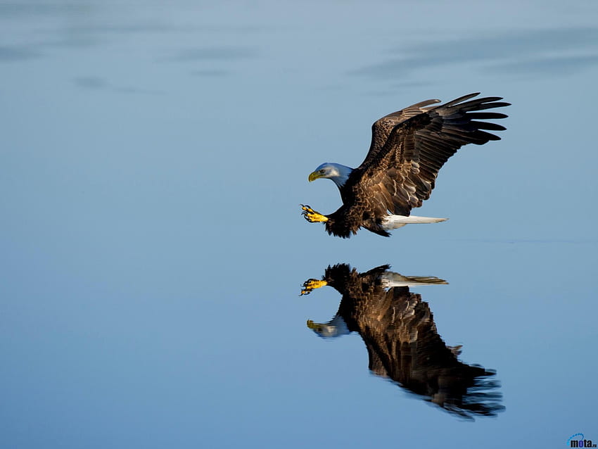 Летящ плешив орел над вода, животно, птици, отражение, орел, полет, вода, плешив HD тапет