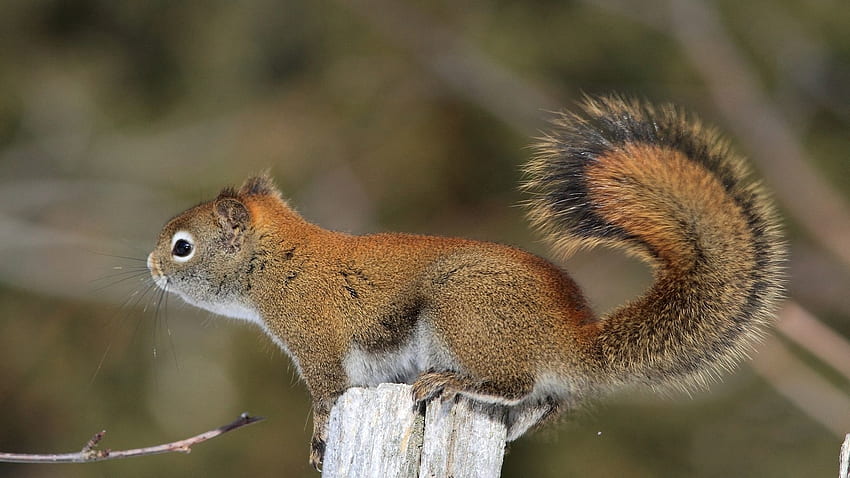 Animals, Squirrel, Fluffy, Branch, Tail, Wool HD wallpaper