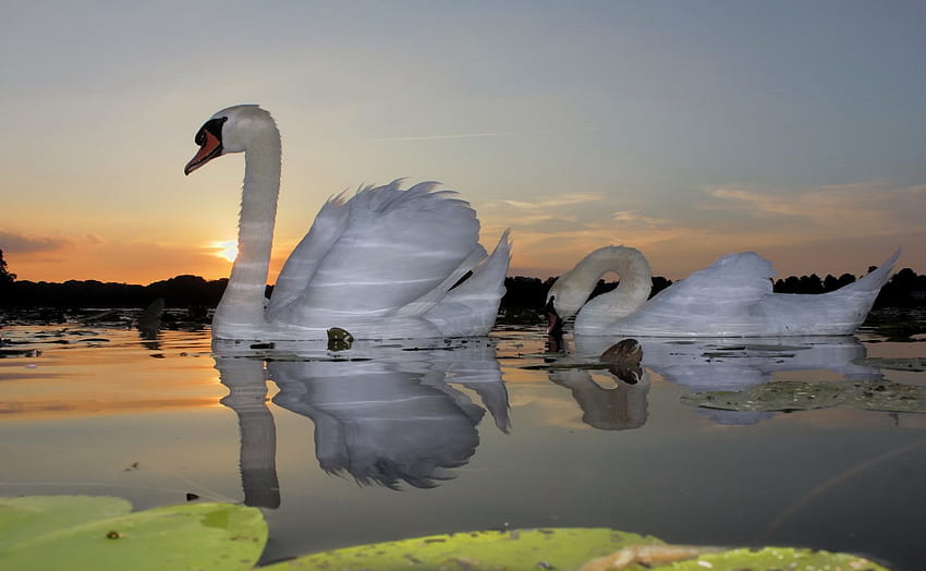 Swans, swan, bird, water, lake HD wallpaper