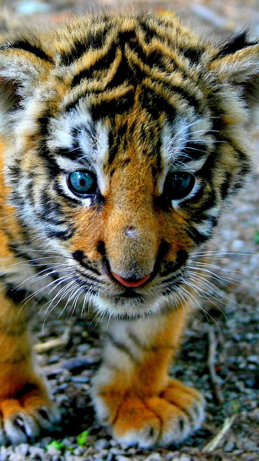 Tiger, Cub, Look, Kid - Cute Zoo Animals Baby Tiger, Tiger Cubs HD phone wallpaper