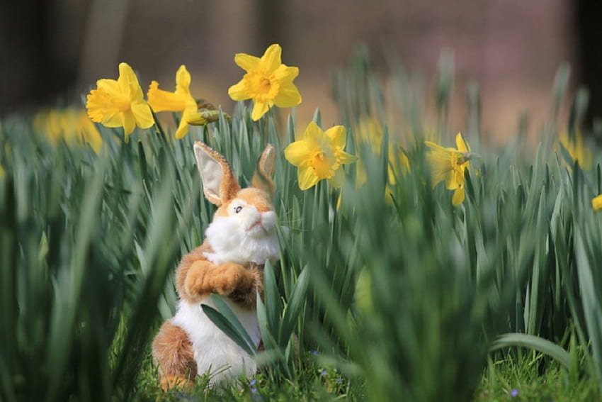 Süßes Osterhasen-Spielzeug in einem Narzissengarten, Hasenspielzeug, Narzissen, Ostern, Garten, Natur, Blumen, Frühling HD-Hintergrundbild