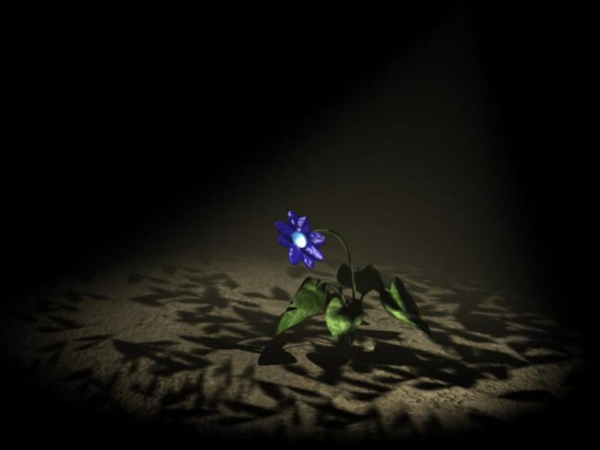 Lone Blue Flower ดอกไม้สีฟ้า สปอร์ตไลท์ ความมืดมิด วอลล์เปเปอร์ HD