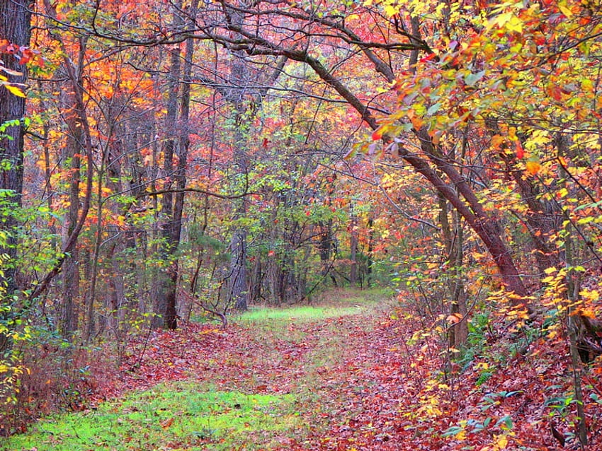Spring State Park, Ozark Mountain, есен, гора, дърво, пътека HD тапет