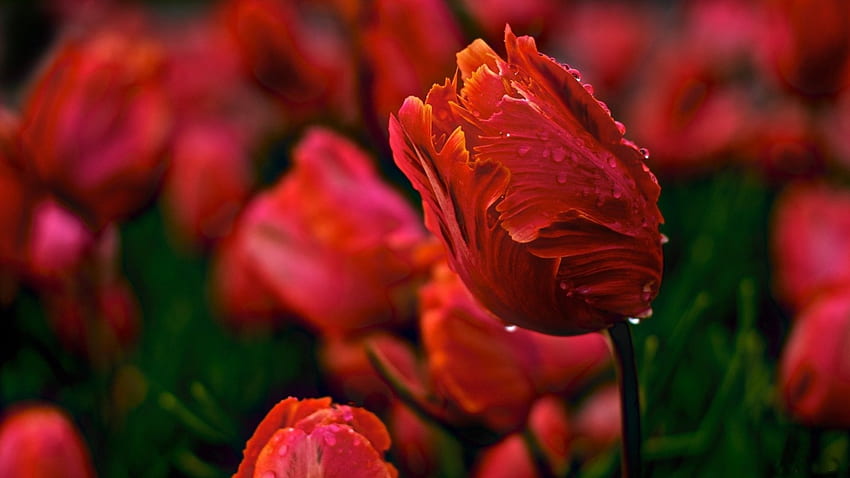 Red blooming Tulips, Flowers, Tulips, Gorgeous, Drops HD wallpaper | Pxfuel