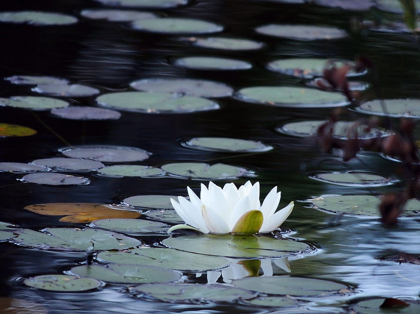 Lilia wodna, biała, płatki lilii, grafika, przyroda, kwiat, rzeka Tapeta HD