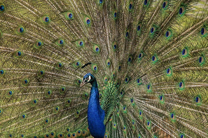Plumage, feathers, dance, peacock, bird HD wallpaper